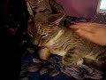 Andy - shy kitty - adopted!