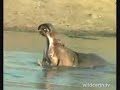 Pieter, Humgo, and the dead catfish