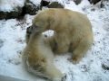 Milak and Victoria wrestling
