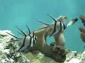 Pterapogon kauderni Pterapogon kauderni