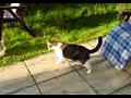 cats play in the garden cats play in the garden