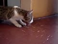 stoned cat stoned cat
