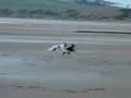 My Salukis on Beach