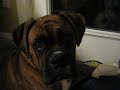 Bruno The Boxer Puppy Getting His Nails Painted Pink!!