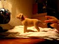 barbies pooping dog tanner barbies pooping dog tanner