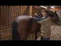 Equine Massage : Equine Spinal Massage