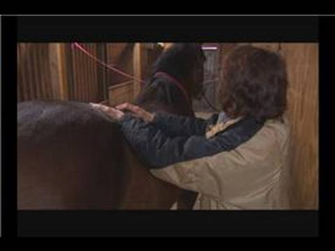 how to perform equine massage