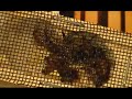 Queen bee and attendants