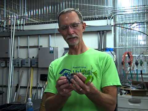 how to transplant seedlings from rockwool