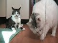Burschi & Pinki Burschi & Pinki