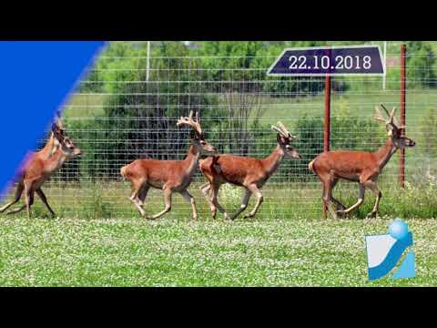 Новостная лента Телеканала Интекс 22.10.18.