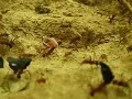 45 Leaf-cutter ants