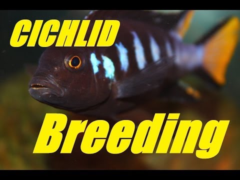 how to care for mbuna cichlids