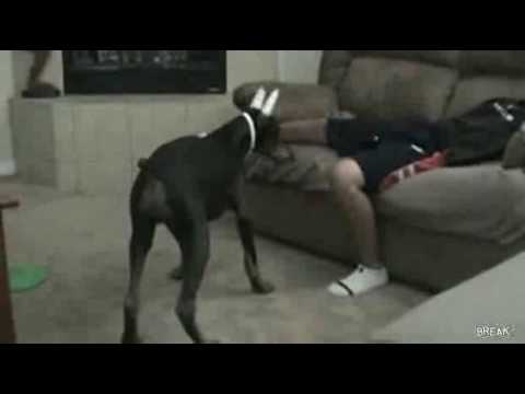 Laser Pointer Dog AttackVideo