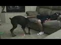 El láser y el perro