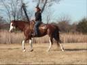 Miss Tarzanna - Jewel BROKE BROKE!!! This mares RIDES AROUND!!!!! Miss Tarzanna - Jewel BROKE BROKE!!! This mares RIDES AROUND!!!!!