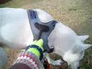 Kishu - Being stopped