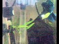 Dwarf/Pygmy Puffer Fish and Siamese Fighting Fish (betta) Dwarf/Pygmy Puffer Fish and Siamese Fighting Fish (betta)