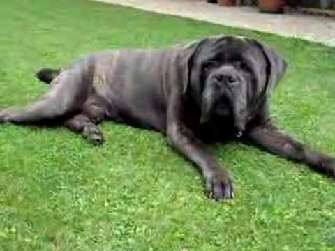 cane corso