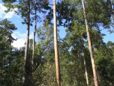 how to harvest biomass