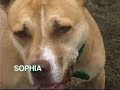 pit bull podcast   ambassadors of the breed