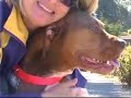 pit bull podcast   ambassadors of the breed