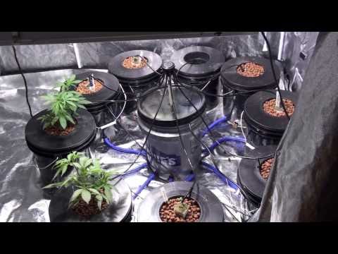 how to grow weed hydroponically