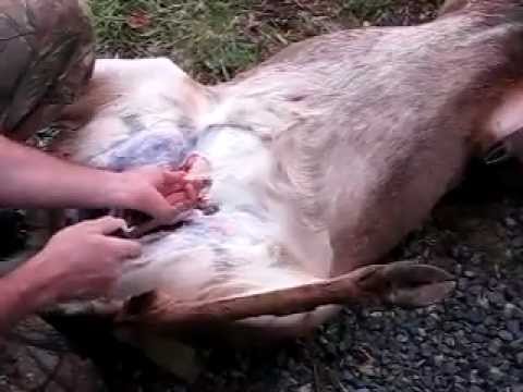 how to properly gut a buck