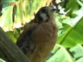 soberania national park