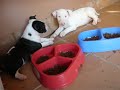 CACHORROS BULL TERRIER DALI VS SHARK CACHORROS BULL TERRIER DALI VS SHARK