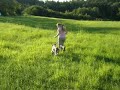 Catahoula leopardí pes poslušnost II  леопардовая собака