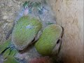 Agapornis Roseicollis: dalla nascita alla prima uscita...