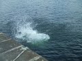 creevys-pier.html