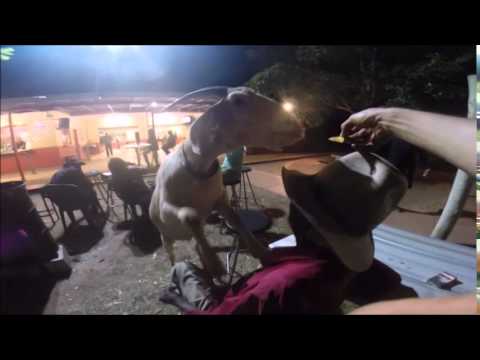 gary - Gary the goat visits Australia's most chilled out bar. Kalkaringi, Northern Territory. Subscribe: http://full.sc/1lUv8Nr Facebook: http://full.sc/1o2WsWI Buy Shirts!: http://full.sc/1sSIqOw...