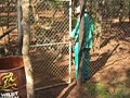 feeding painted wolves feeding painted wolves