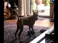 Rubia Las Mellizas chasing / Playing with her tail...