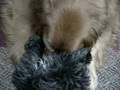 videos de Sawbillsquatsi (3/3)
