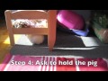 How to properly select a pet Guinea Pig