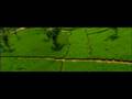 SRI LANKA TOURISM: WOW VIDEO