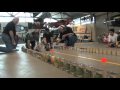 Cat Drag Race View Video