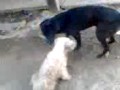 hot dogs (perros calientes)