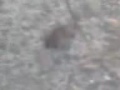 Matando-el-raton