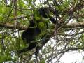 Howler monkeys