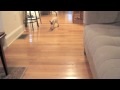 Chloe Fetching Measuring Tape