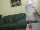 Rosco Howls