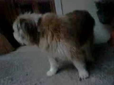 VCP STORY IL POLLAIO