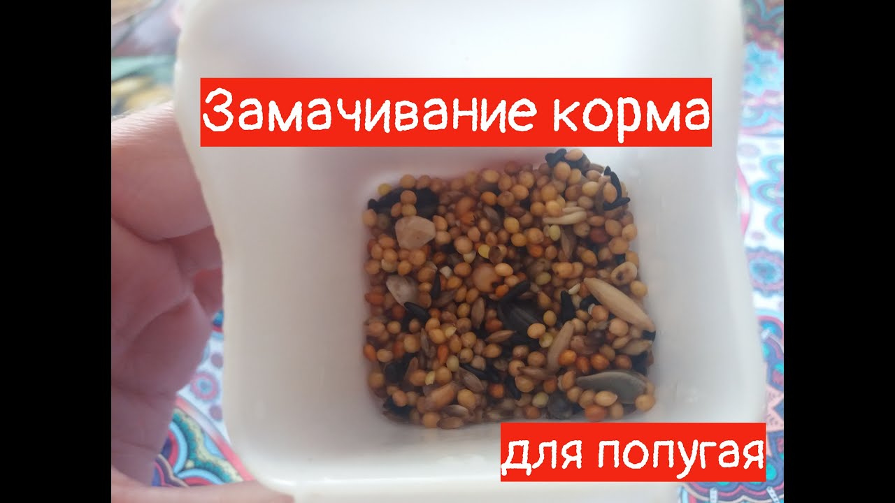 КАК замочить КОРМ для попугая ? Реакция попугая на КОРМ! / Parrot reaction!