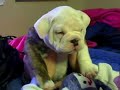 English Bulldog Puppy (Chubs) English Bulldog Puppy (Chubs)