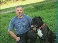Основы дрессировки канне-корсо и кавказской овчарки
