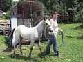 This is a stunning black and white fewspot colt out of Blue Plaudit Ashes (dam) and by PJA Ghostwind Spirit (sire). He is beautiful and very smart! He is for sale.